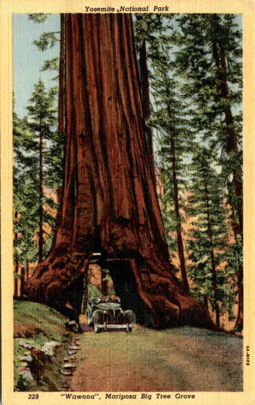 Yosemite National Park, Wawona, Mariposa Big Tree Grove, Miss Dararty Postcard