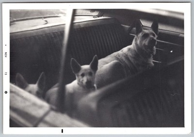 Vtg B&W Snapshot Three German Shepherd Dogs In Back Seat Of Vintage Car 1973