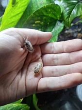 Live Porcellio Laecis "Dairy Cow" Isopods   20 ct per order