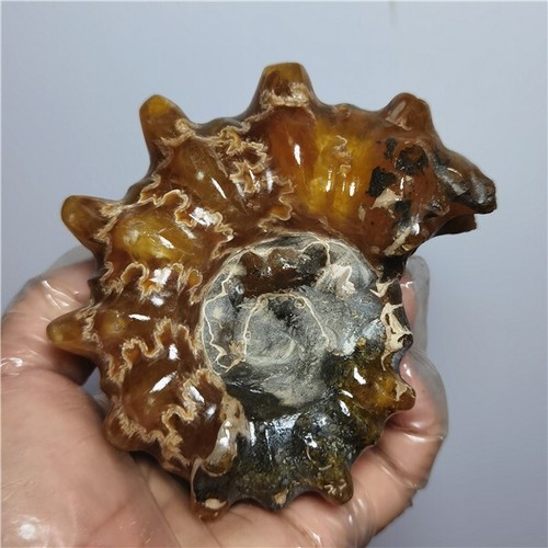 432g Ammonite specimens of natural conch from "goat's horn" of Madagascar A02 - Picture 8 of 13