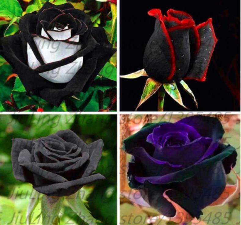 25pc BLACK ROSE SEEDS Garden Plant Flower rare exotic USA seller