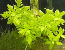 Water Wisteria-Live Aquarium Plant-Easy Grow-3 bunches