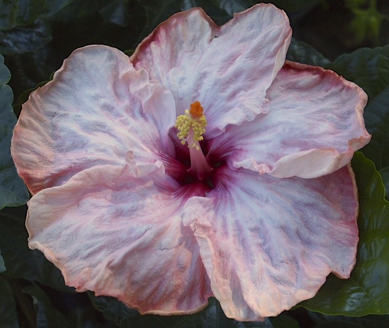 BLUSHING PEACH Tropical Hibiscus -- Plant in 4.5" pot