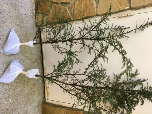 GEORGIA APPALACHIAN MOUNTAIN EASTERN HEMLOCK 30" FRESH STARTER TREE - Picture 7 of 12