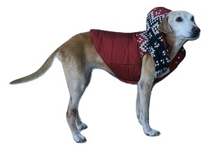 moncler coat for dogs