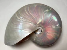 Formosa/SEASHELL/The  beauty of seashell 167mm.