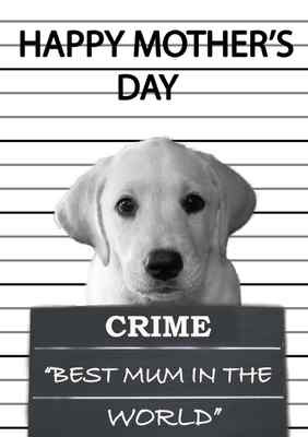 happy mothers day labrador