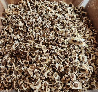 #ad #ad Moringa Oleifera PKM1 Seeds US Customs Cleared All Natural $68.83