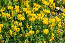 Birdsfoot Trefoil Seed Forage Legume for Pasture, Hay, & Silage (5 Pounds)