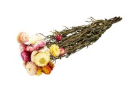 Nadeco Helichrysum Mix Im Bund, LäNge Ca. 50Cm, Getrocknete Strohblume Boho Deko