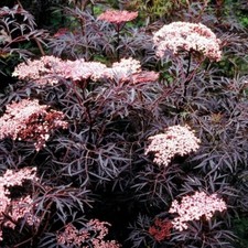 Sambucus Nigra Black Lace Elder Plant in 9cm Pot -