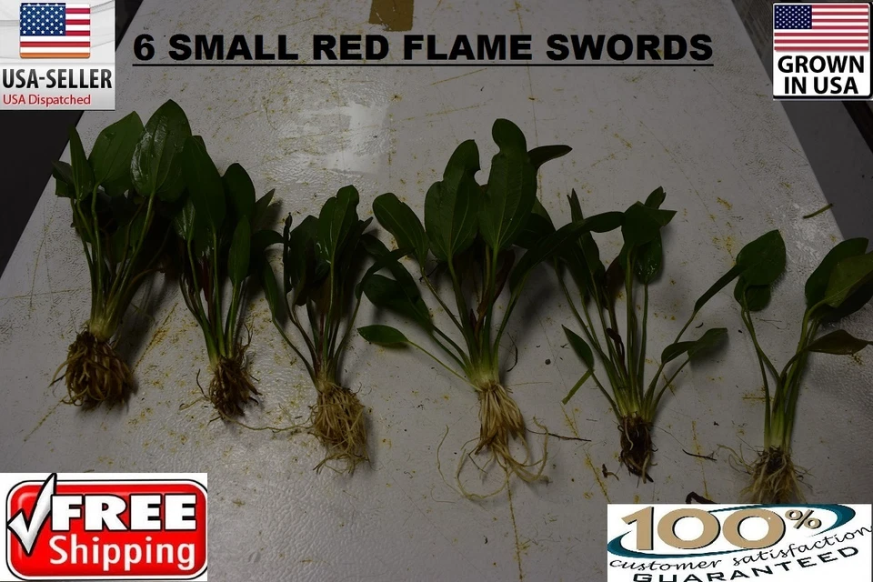 6 Small Red Flame Sword plants Easy Aquarium aquascaping planted tank easy