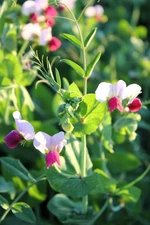 50 AUSTRIAN WINTER PEA Caley Flower Pisum Sativum Ground Cover Crop Legume Seeds
