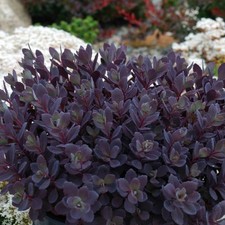 Sedum plum dazzled plant plugs succulent garden patio rockery border