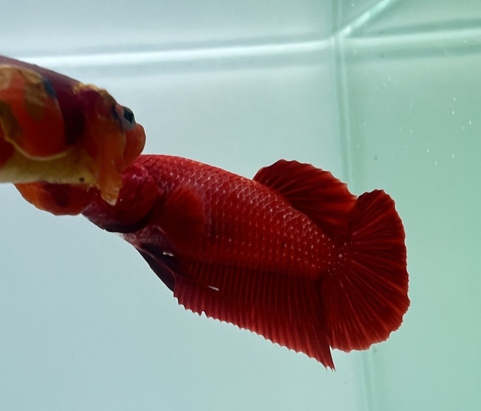 Live Betta Fish High Quality Betta Female Súper Red HMPK USA Seller ...