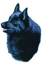 Chemise en jean brodée Schipperke Dog Breed au choix LS à personnaliser