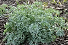 Organic Wormwood Seeds (Artemisia Absinthium) 1000 Seeds (0.1 Grams) - Wormwo...