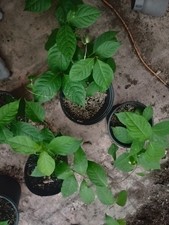 Banisteriopsis C. Live Mature Plant Rare " Red Mckenna" Variety.