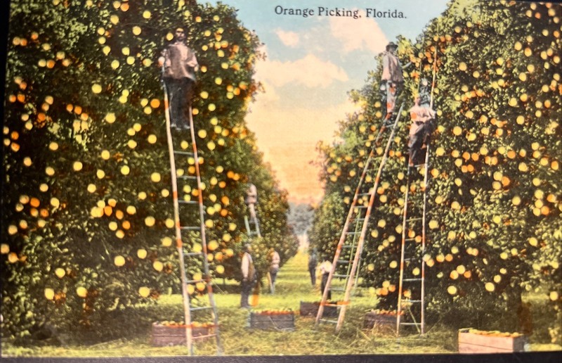 Orange Picking. Florida. Postcard