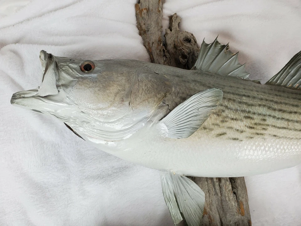 Taxidermy Two Striped Bass Striper Mounted on Driftwood Needs Fin Repair - Image 4 of 4