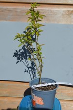 BONSAI APPLE TREE, 6 YEARS OLD, VERY HEALTHY (A05)