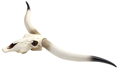 Deko Kuhschädel HWC-D32, Stierkopf Bulle Tierkopf Longhorn Polyresin 103x43x11cm