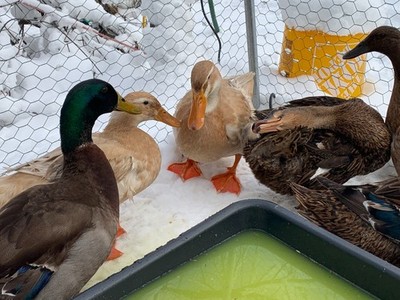18 FRESH ORGANIC HATCHING DUCK EGGS BARNYARD MIX - SAXONY, ROUEN, KHAKI CAMPBELL