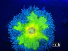 Rock Flower Anenome No 8