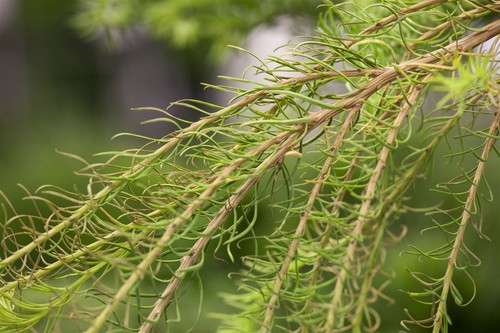 Larix decidua, Europäische Lärche, 100–125 cm, winterhart - Bild 5 von 14