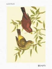 Scarlet Finch Needlepoint Kit or Canvas