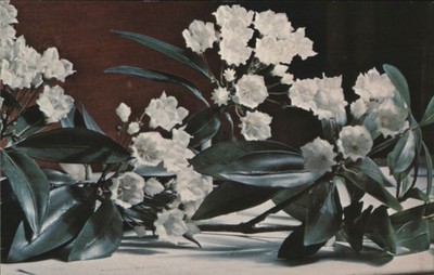 Flowers Kalmia Latifolia Mountain Laurel Blaschka Glass Model Chrome Postcard