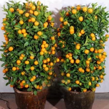 20PCS Seeds Fruit Dwarf Orange Tree Bonsai Garden Kumquat Tangerine Citrus 2022