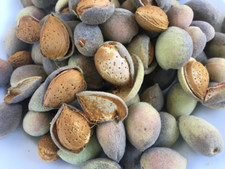 Amandes,graines de amandier,produits de mon jardin,Amandes bio,non traitée,