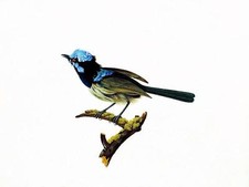 Beautiful bird by F. Tolstoy Tile Mural Kitchen Wall Backsplash Ceramic 10x8