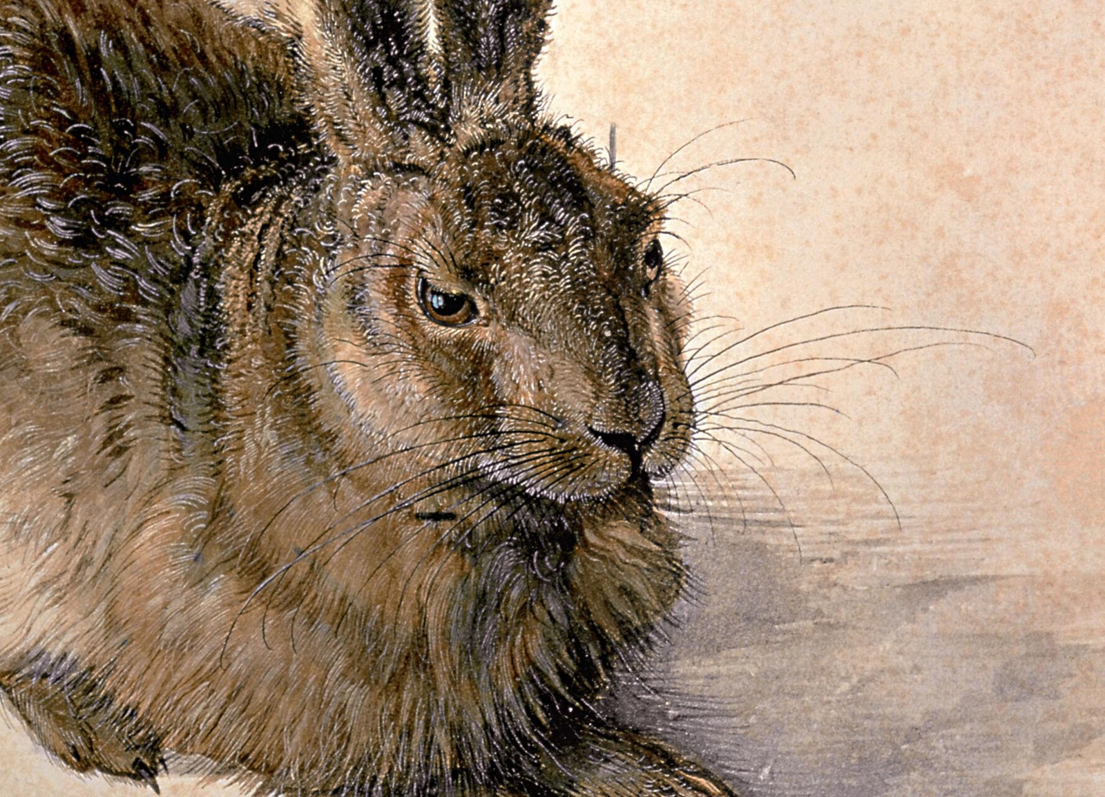 Thumbnail - Albrecht Dürer Norbert Wolf