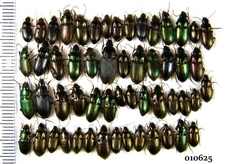 Mix Carabidae - 55 pieces, size about 8-10mm. N Ukraine