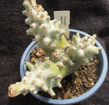 TYLECODON WALLICHII - nice large specialist plants.