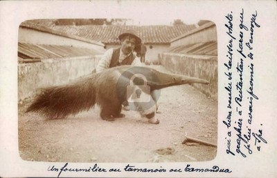 Sao Paulo Brazil Butantan Anteater Tamandua 1913 RPPC Photo Postcard COPY
