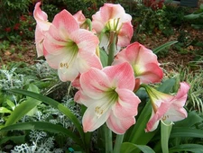 1 Garden Pink Amaryllis BULBS **Multiple blooms per bulb
