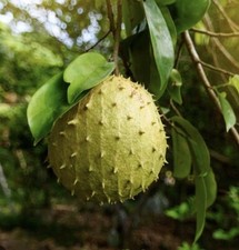 100  Organic Soursop Leaves, dried Leaves From Florida USA Guan bana Hoja