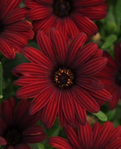 Osteospermum Cape Daisy 'Serenity Red' Plug Plants Pack x6  - Picture 1 of 2