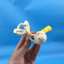 Human Semicircular Canal Anatomical Model Inner Ear Ear Model Labyrinth Model 1