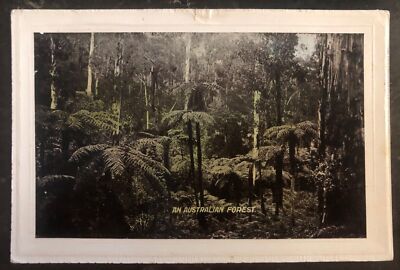 Mint Australia Picture Postcard PPC An Australian Forest View