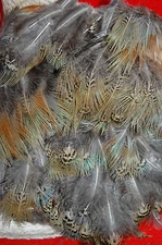 PHEASANT FEATHERS 150 BLUE & RUST LOOSE HAND SELECTED FLYS  ART CRAFTS 