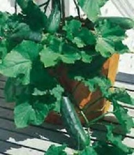 Cucumber Spacemaster 80 Bush    500 seeds