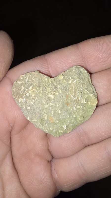 Heart Shaped Limestone Crinoid Fossil Death Plate Hash