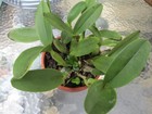 RARE CROSS ,Guarianthe skinneri ( CARPINTERIA FCC/AOS) X ANGELA DE ALVARENGA — photo 1