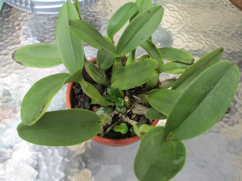 RARE CROSS ,Guarianthe skinneri ( CARPINTERIA FCC/AOS) X ANGELA DE ALVARENGA