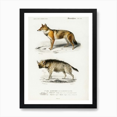 Golden Jackal (Canis Aureus) und St gerahmtes Wandbild Poster Leinwanddruck Bild