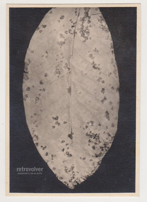Decay of Beauty - A Leaf s Final Portrait Abstract Macro Experimental Unusual